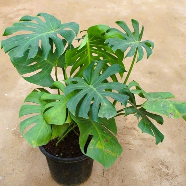 Test Product