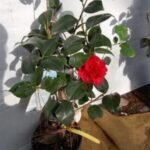 ATIRDA Live Rare Red Hybrid Camellia | Healthy Flowering Plant (2-2.5 ft) With pot
