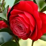 ATIRDA Live Rare Red Hybrid Camellia | Healthy Flowering Plant (2-2.5 ft) With pot