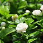 ATIRDA Jasmine Flower Plant Live White Mogra/Jasminum sambac/Arabian Jasmine Aromatic Flower Plant For Home Garden
