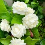 ATIRDA Jasmine Flower Plant Live White Mogra/Jasminum sambac/Arabian Jasmine Aromatic Flower Plant For Home Garden