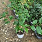 Atirda Pink Perfection — Rare Hybrid Camellia Live Flower Plant for Elegant Gardens