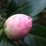 Atirda Pink Perfection — Rare Hybrid Camellia Live Flower Plant for Elegant Gardens