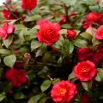 ATIRDA Live Rare Red Hybrid Camellia | Healthy Flowering Plant (2-2.5 ft) With pot