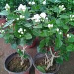 ATIRDA Jasmine Flower Plant Live White Mogra/Jasminum sambac/Arabian Jasmine Aromatic Flower Plant For Home Garden