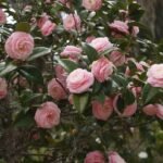 Atirda Pink Perfection — Rare Hybrid Camellia Live Flower Plant for Elegant Gardens