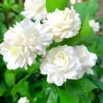 ATIRDA Jasmine Flower Plant Live White Mogra/Jasminum sambac/Arabian Jasmine Aromatic Flower Plant For Home Garden