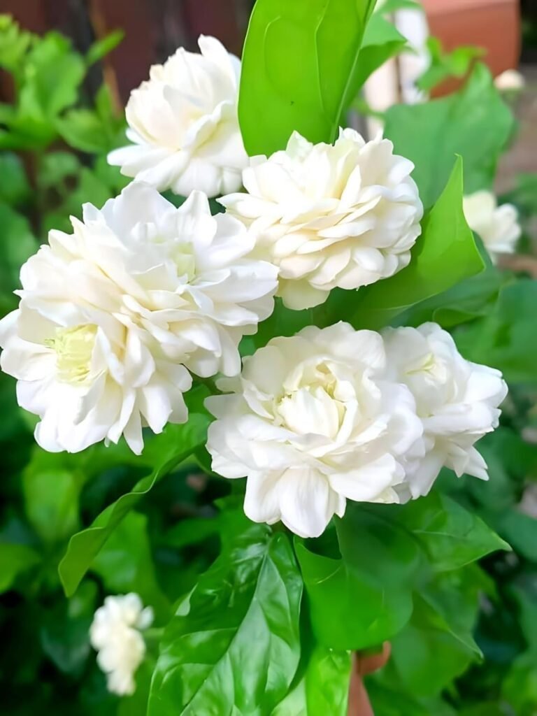 ATIRDA Jasmine Flower Plant Live White Mogra/Jasminum sambac/Arabian Jasmine Aromatic Flower Plant For Home Garden