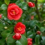ATIRDA Live Rare Red Hybrid Camellia | Healthy Flowering Plant (2-2.5 ft) With pot