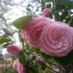 Atirda Pink Perfection — Rare Hybrid Camellia Live Flower Plant for Elegant Gardens