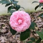Atirda Pink Perfection — Rare Hybrid Camellia Live Flower Plant for Elegant Gardens