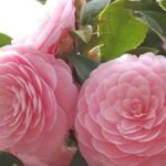 Atirda Pink Perfection — Rare Hybrid Camellia Live Flower Plant for Elegant Gardens