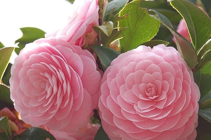 Atirda Pink Perfection — Rare Hybrid Camellia Live Flower Plant for Elegant Gardens