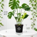 Original Monstera Deliciosa Live Plant – Pack of 1 Healthy Indoor Tropical Houseplant for Home, Office & Garden Décor – Air-Purifying Lush Green Foliage With Grow Bag & pot