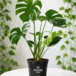 Original Monstera Deliciosa Live Plant – Pack of 1 Healthy Indoor Tropical Houseplant for Home, Office & Garden Décor – Air-Purifying Lush Green Foliage With Grow Bag & pot