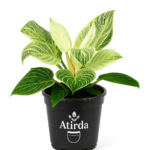 ATIRDA Birkin Variegated Indoor Air Purifying Live Plant with Pot | Stylish Foliage Houseplant for Bedroom, Living Room & Workspace | Easy to Grow Indoor Plant
