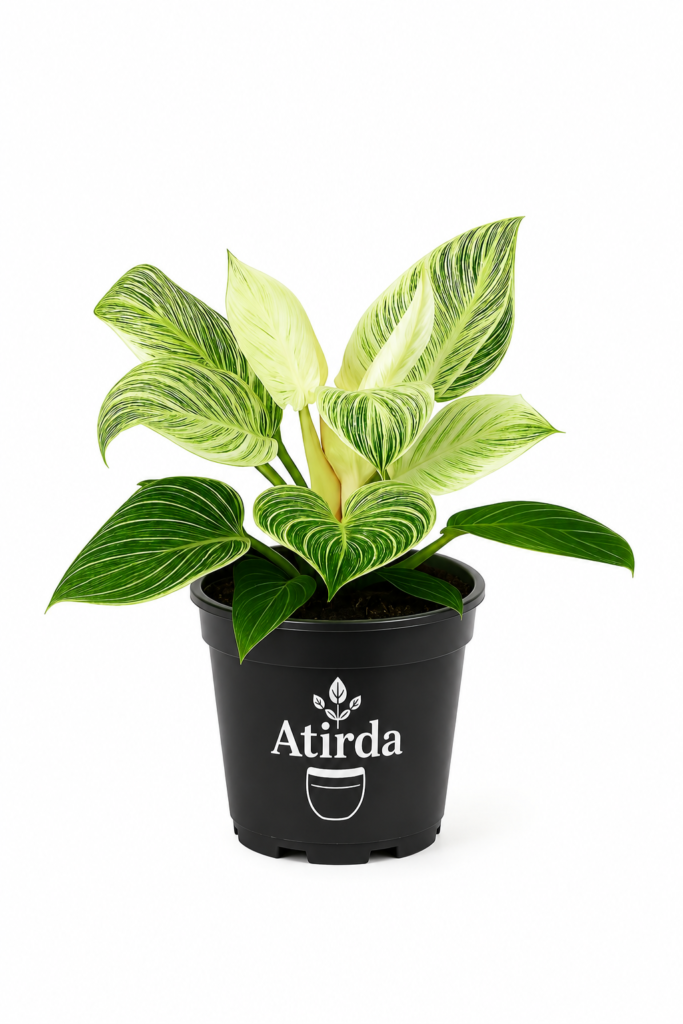 ATIRDA Birkin Variegated Indoor Air Purifying Live Plant with Pot | Stylish Foliage Houseplant for Bedroom, Living Room & Workspace | Easy to Grow Indoor Plant
