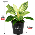 ATIRDA Birkin Variegated Indoor Air Purifying Live Plant with Pot | Stylish Foliage Houseplant for Bedroom, Living Room & Workspace | Easy to Grow Indoor Plant