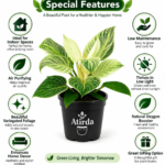 ATIRDA Birkin Variegated Indoor Air Purifying Live Plant with Pot | Stylish Foliage Houseplant for Bedroom, Living Room & Workspace | Easy to Grow Indoor Plant