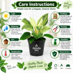 ATIRDA Birkin Variegated Indoor Air Purifying Live Plant with Pot | Stylish Foliage Houseplant for Bedroom, Living Room & Workspace | Easy to Grow Indoor Plant