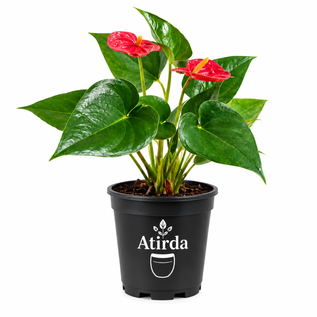 ATIRDA Red Anthurium Live Flower Plant with Attractive Glossy Green Leaves | Beautiful Indoor & Outdoor Ornamental Flowering Plant for Home, Office, Balcony & Garden Decor