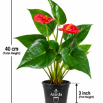 ATIRDA Red Anthurium Live Flower Plant with Attractive Glossy Green Leaves | Beautiful Indoor & Outdoor Ornamental Flowering Plant for Home, Office, Balcony & Garden Decor
