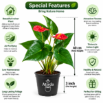ATIRDA Red Anthurium Live Flower Plant with Attractive Glossy Green Leaves | Beautiful Indoor & Outdoor Ornamental Flowering Plant for Home, Office, Balcony & Garden Decor