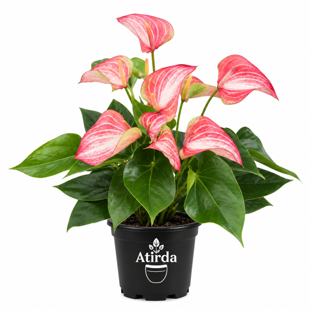 ATIRDA Pink Anthurium Live Flower Plant with Pot Beautiful Pink Blooms and Glossy Green Leaves | Elegant Tropical Ornamental Indoor Plant for Home, Office, Balcony, Bedroom & Living Room Decor | Pack of 1