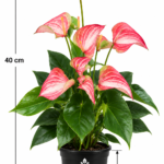 ATIRDA Pink Anthurium Live Flower Plant with Pot Beautiful Pink Blooms and Glossy Green Leaves | Elegant Tropical Ornamental Indoor Plant for Home, Office, Balcony, Bedroom & Living Room Decor | Pack of 1