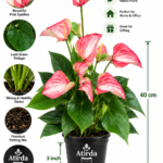 ATIRDA Pink Anthurium Live Flower Plant with Pot Beautiful Pink Blooms and Glossy Green Leaves | Elegant Tropical Ornamental Indoor Plant for Home, Office, Balcony, Bedroom & Living Room Decor | Pack of 1