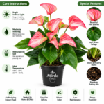 ATIRDA Pink Anthurium Live Flower Plant with Pot Beautiful Pink Blooms and Glossy Green Leaves | Elegant Tropical Ornamental Indoor Plant for Home, Office, Balcony, Bedroom & Living Room Decor | Pack of 1