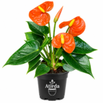 ATIRDA Orange Anthurium Flower Plant | Flamingo Lily Ornamental Plant with Pot for Balcony Garden, Terrace, Home Décor, Office & Indoor Spaces | Pack of 1