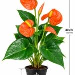ATIRDA Orange Anthurium Flower Plant | Flamingo Lily Ornamental Plant with Pot for Balcony Garden, Terrace, Home Décor, Office & Indoor Spaces | Pack of 1