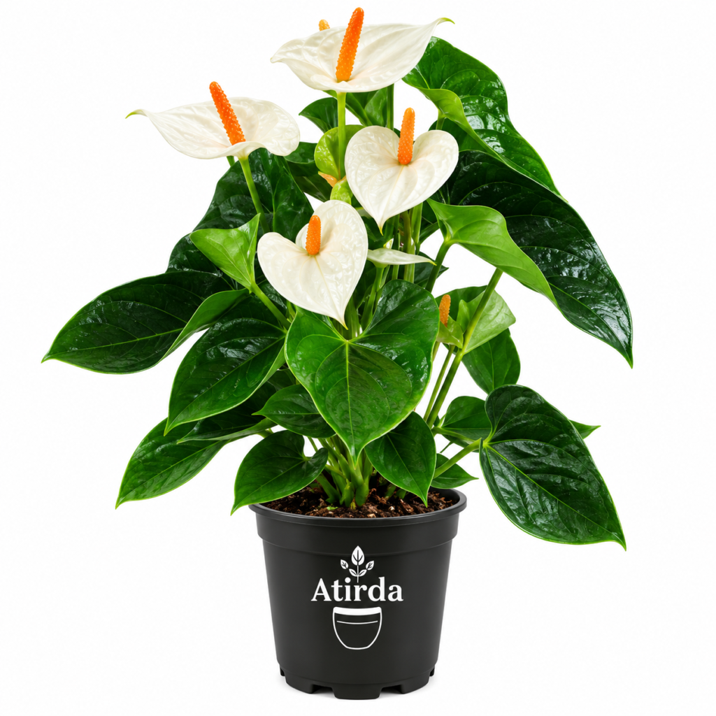 ATIRDA White Anthurium Live Flowering Plant | Attractive Tropical Ornamental Houseplant with Beautiful White Flowers and Lush Green Foliage | Perfect for Home, Living Room, Bedroom & Office Decor