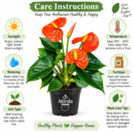 ATIRDA Orange Anthurium Flower Plant | Flamingo Lily Ornamental Plant with Pot for Balcony Garden, Terrace, Home Décor, Office & Indoor Spaces | Pack of 1