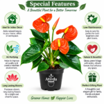 ATIRDA Orange Anthurium Flower Plant | Flamingo Lily Ornamental Plant with Pot for Balcony Garden, Terrace, Home Décor, Office & Indoor Spaces | Pack of 1