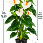 ATIRDA White Anthurium Live Flowering Plant | Attractive Tropical Ornamental Houseplant with Beautiful White Flowers and Lush Green Foliage | Perfect for Home, Living Room, Bedroom & Office Decor