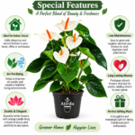 ATIRDA White Anthurium Live Flowering Plant | Attractive Tropical Ornamental Houseplant with Beautiful White Flowers and Lush Green Foliage | Perfect for Home, Living Room, Bedroom & Office Decor