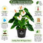 ATIRDA White Anthurium Live Flowering Plant | Attractive Tropical Ornamental Houseplant with Beautiful White Flowers and Lush Green Foliage | Perfect for Home, Living Room, Bedroom & Office Decor