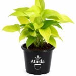 ATIRDA Golden Money Plant Live Plant with Pot | Healthy Indoor Air Purifying Lucky Plant | Easy Care Home, Office & Balcony Decorative Plant | Pack of 1
