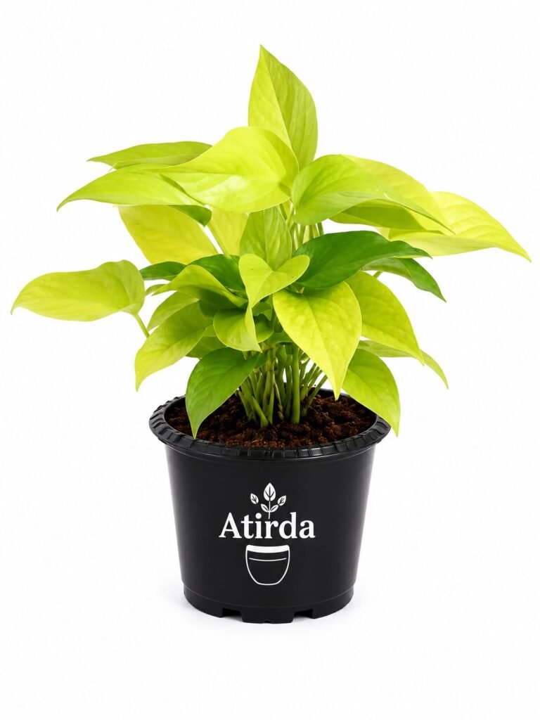 ATIRDA Golden Money Plant Live Plant with Pot | Healthy Indoor Air Purifying Lucky Plant | Easy Care Home, Office & Balcony Decorative Plant | Pack of 1