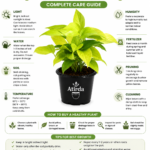 ATIRDA Golden Money Plant Live Plant with Pot | Healthy Indoor Air Purifying Lucky Plant | Easy Care Home, Office & Balcony Decorative Plant | Pack of 1