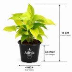 ATIRDA Golden Money Plant Live Plant with Pot | Healthy Indoor Air Purifying Lucky Plant | Easy Care Home, Office & Balcony Decorative Plant | Pack of 1