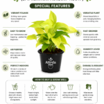 ATIRDA Golden Money Plant Live Plant with Pot | Healthy Indoor Air Purifying Lucky Plant | Easy Care Home, Office & Balcony Decorative Plant | Pack of 1