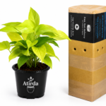 ATIRDA Golden Money Plant Live Plant with Pot | Healthy Indoor Air Purifying Lucky Plant | Easy Care Home, Office & Balcony Decorative Plant | Pack of 1