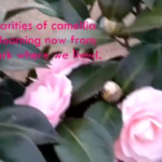 Atirda Pink Perfection — Rare Hybrid Camellia Live Flower Plant for Elegant Gardens